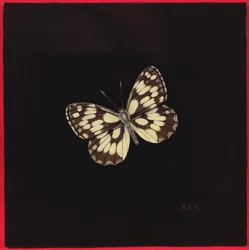 Mariposa blanca jaspeada, 2000